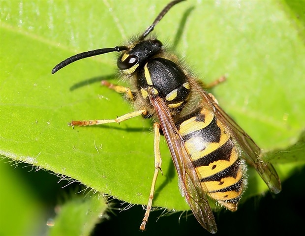 Fruit flies steal bacterial protection to survive parasitic wasps