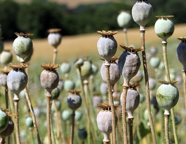 Mindfulness therapy was found that it reduces opioid hunger and improves emotional health