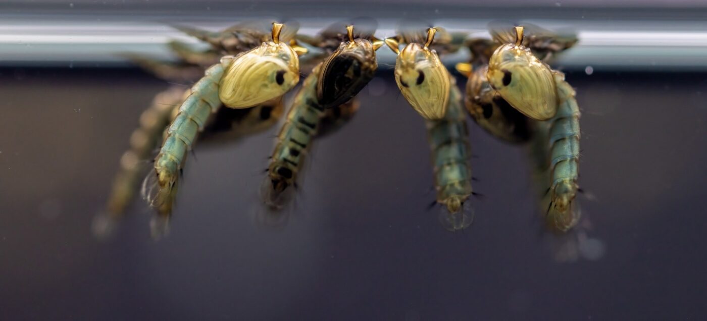 Mosquitoes with the editing genes cutting malaria, 93% with a self -propelled shield