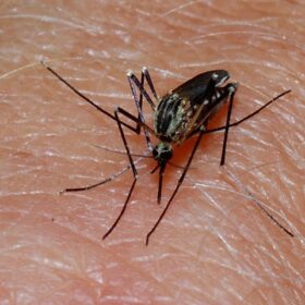 The elimination of malaria in Suriname offers hope for Amazon neighbors