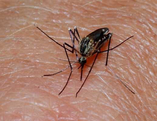 The elimination of malaria in Suriname offers hope for Amazon neighbors
