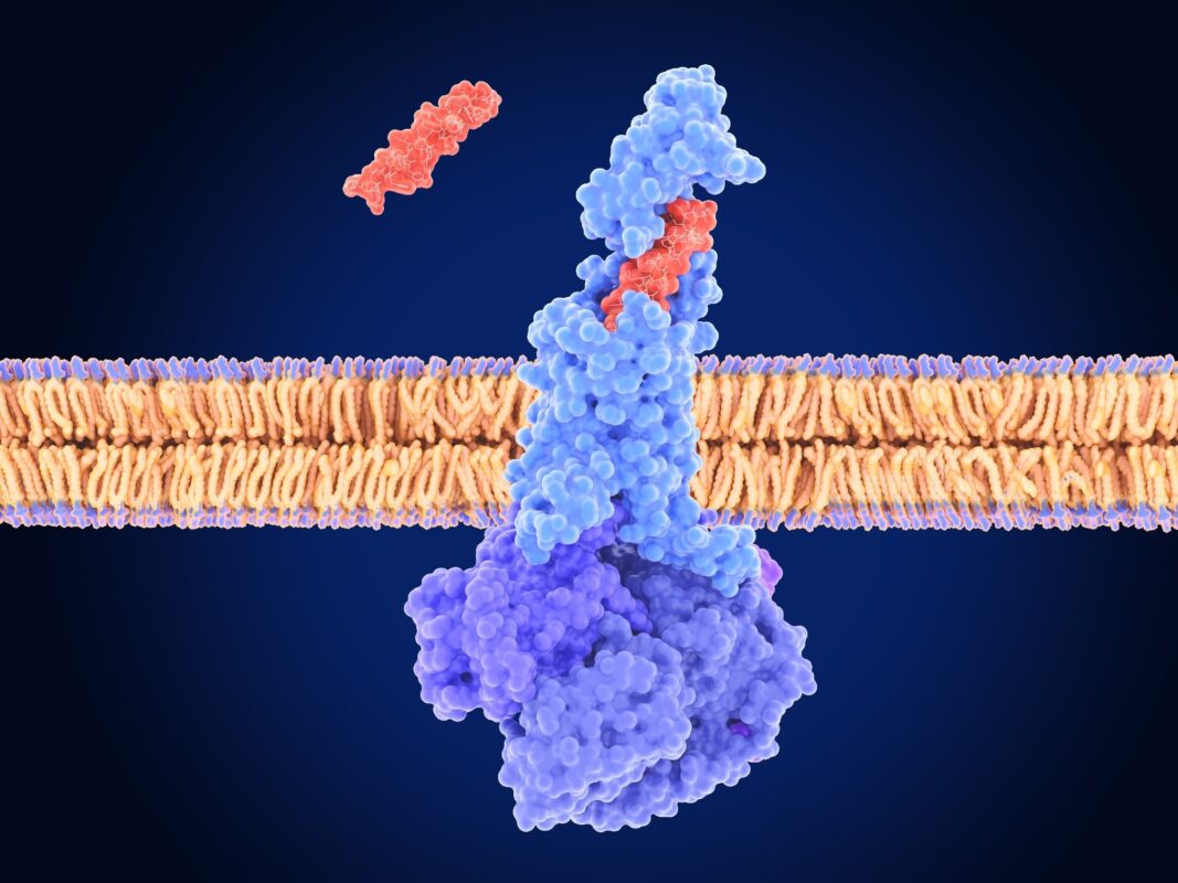 Gipr signaling opens the brain gate to GLP-1 slimming therapy