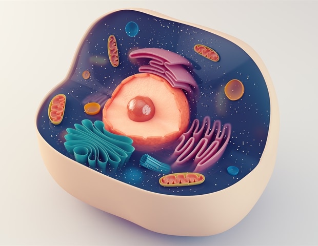 Estrogen supports kidney regeneration and protects women from a chronic disease