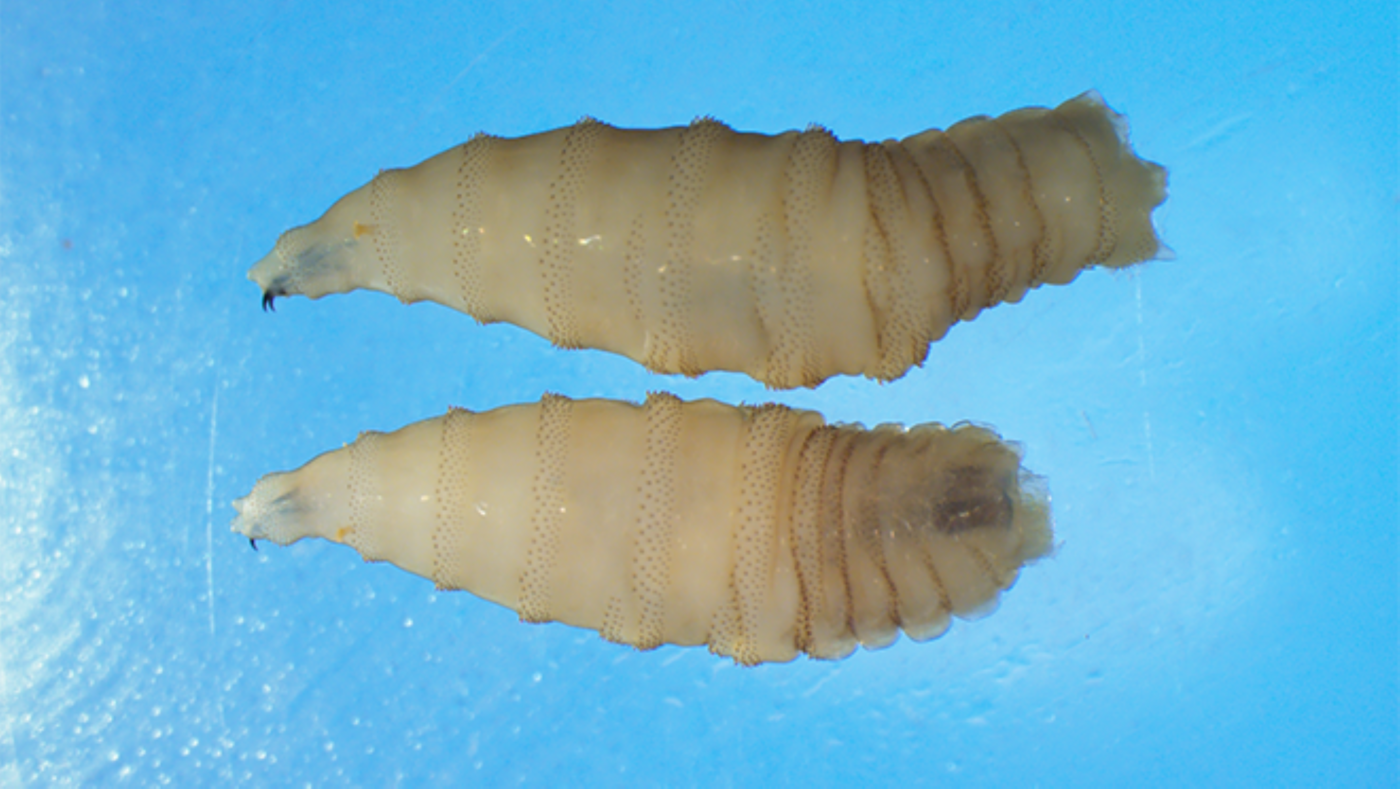 “Maggot eating meat” in the USA after 60 years-but or fatal screwing can spread between people?
