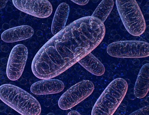 The specific mechanism for women increases heat production in brown fat